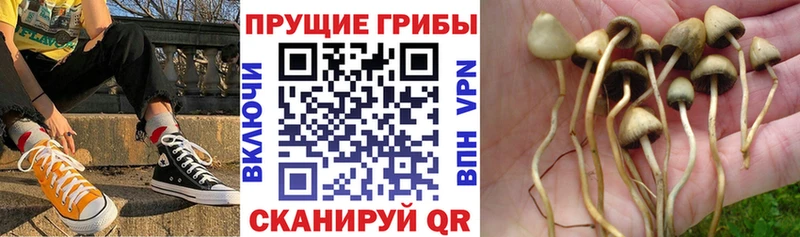 Галлюциногенные грибы GOLDEN TEACHER  продажа наркотиков  Поворино 